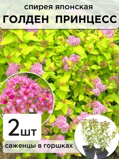 Спирея японская Голден Принцесс, 2 саженца Саженцы питомника ЗаказВсад 235869539 купить за 379 ₽ в интернет-магазине Wildberries