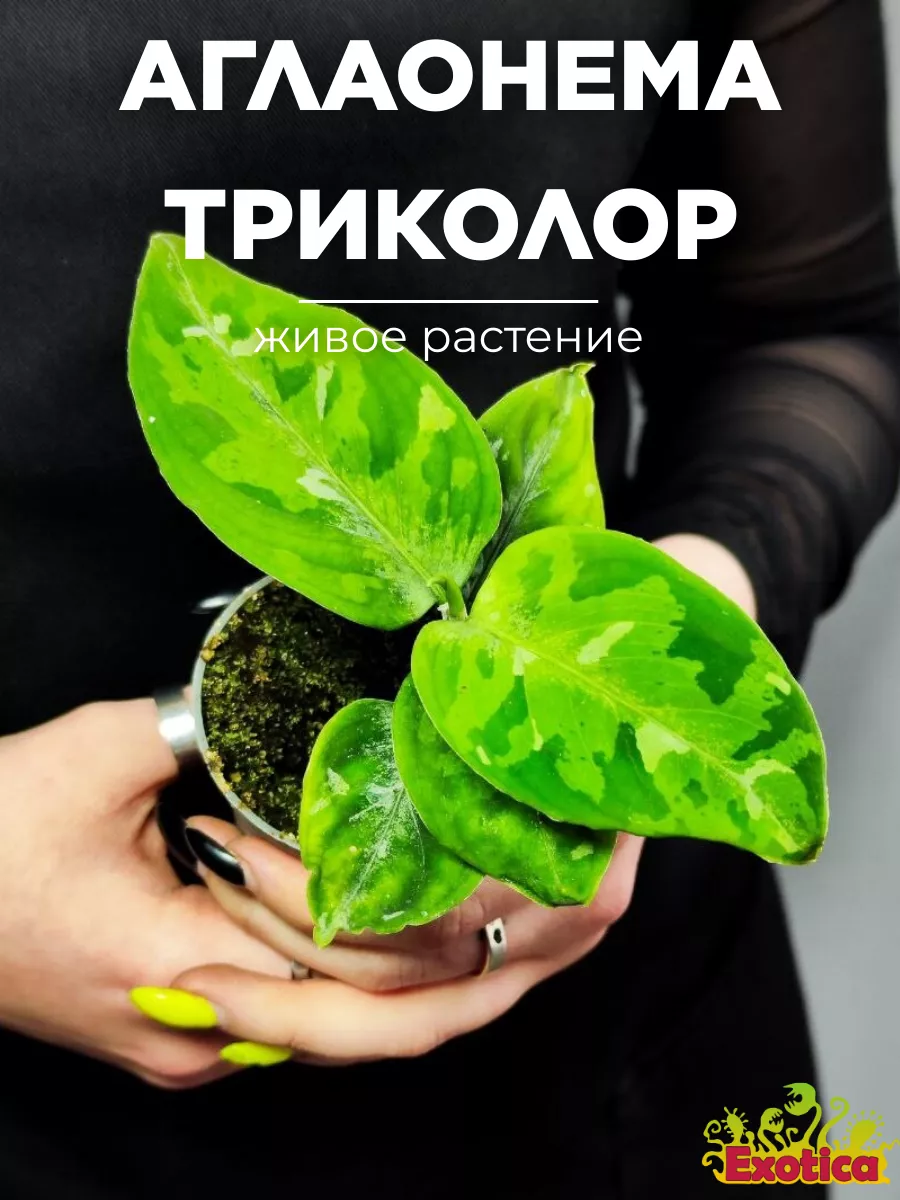 Аглаонема Пиктум Триколор (Aglaonema Pictum Tricolor) D6см Exotica  235924324 купить в интернет-магазине Wildberries