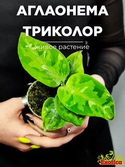 Аглаонема Пиктум Триколор (Aglaonema Pictum Tricolor) D6см