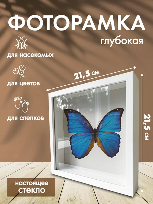 Картины Бабочка (Butterfly) №6 купить на стену в арт-галерее DasArt онлайн