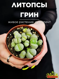 Литопсы Грин (Lithops Green Group) D8см Exotica 235979076 купить за 1 129 ₽ в интернет-магазине Wildberries