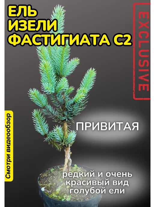 Декоративные растения Набор для выращивания. Голубая ель "Изели Фастигиата" C2