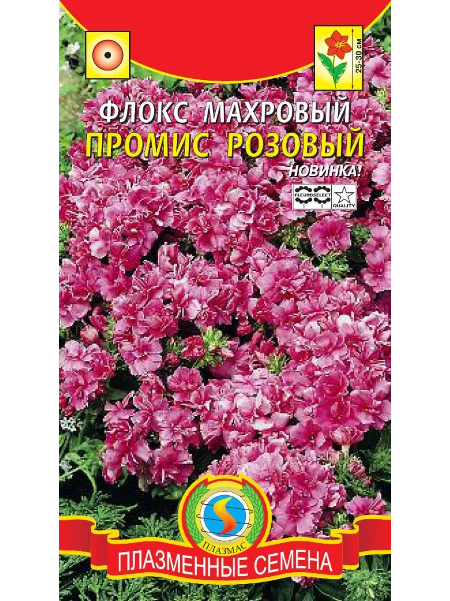 Флоксы Однолетние Купить Семена