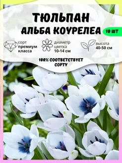 Тюльпан луковицы цветов "Альба Коурелеа"10 шт ОНЛАЙН САД 236673974 купить за 422 ₽ в интернет-магазине Wildberries