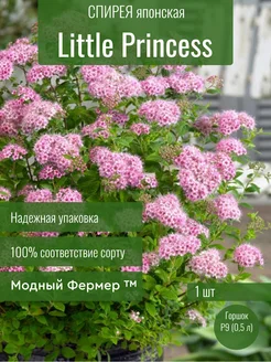 Спирея японская Литл Принцесс, Little Princess Модный Фермер 236719319 купить за 376 ₽ в интернет-магазине Wildberries