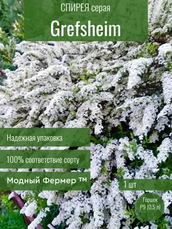 Спирея серая Грефшейм, Grefsheim Модный Фермер 236725829 купить за 376 ₽ в интернет-магазине Wildberries