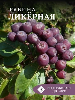 Рябина Ликерная Солнечный Сад 236757676 купить за 692 ₽ в интернет-магазине Wildberries