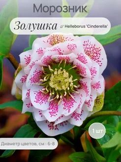 Морозник Сад-Экспресс24 236817437 купить за 278 ₽ в интернет-магазине Wildberries