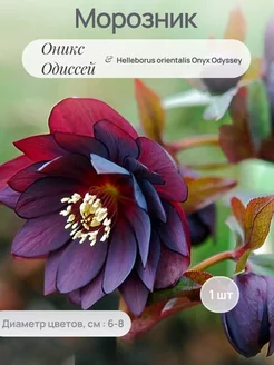 Морозник Сад-Экспресс24 236817439 купить за 344 ₽ в интернет-магазине Wildberries