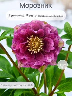 Морозник Сад-Экспресс24 236817695 купить за 294 ₽ в интернет-магазине Wildberries