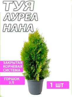 Туя Ауреа Нана