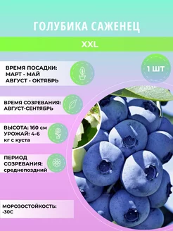 Саженцы голубики XXL многолетние ягодные кустарники Дивный Сад 236847751 купить за 400 ₽ в интернет-магазине Wildberries