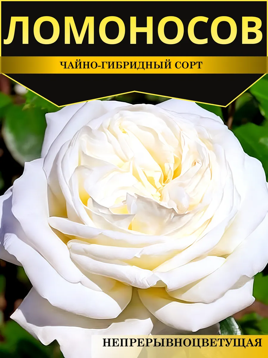 Розы саженцы Ломоносов