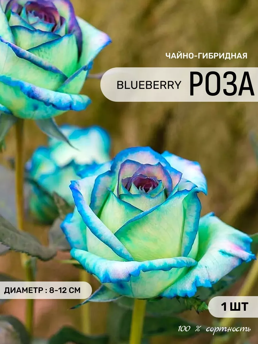 Саженцы Роз