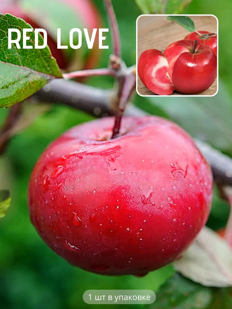 Яблоня сорт грушовка московская. Яблоня щедрое описание сорта. Яблоня редлав эра. Яблоня сорт медуница. Сорт яблони цыганка.