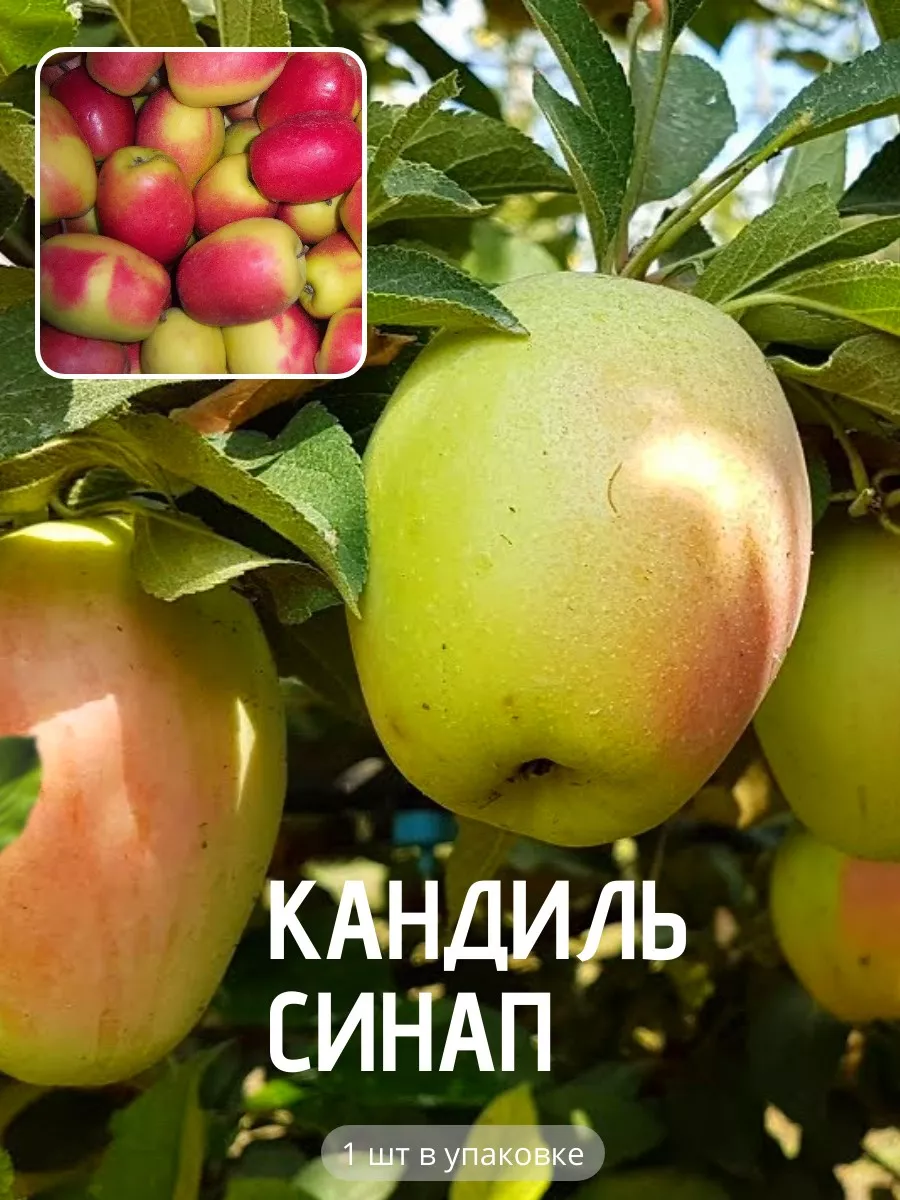 Саженцы Яблони " Кандиль...