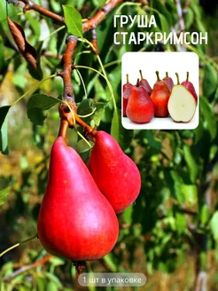 Саженцы Груши Время Сажать 236915809 купить за 369 ₽ в интернет-магазине Wildberries