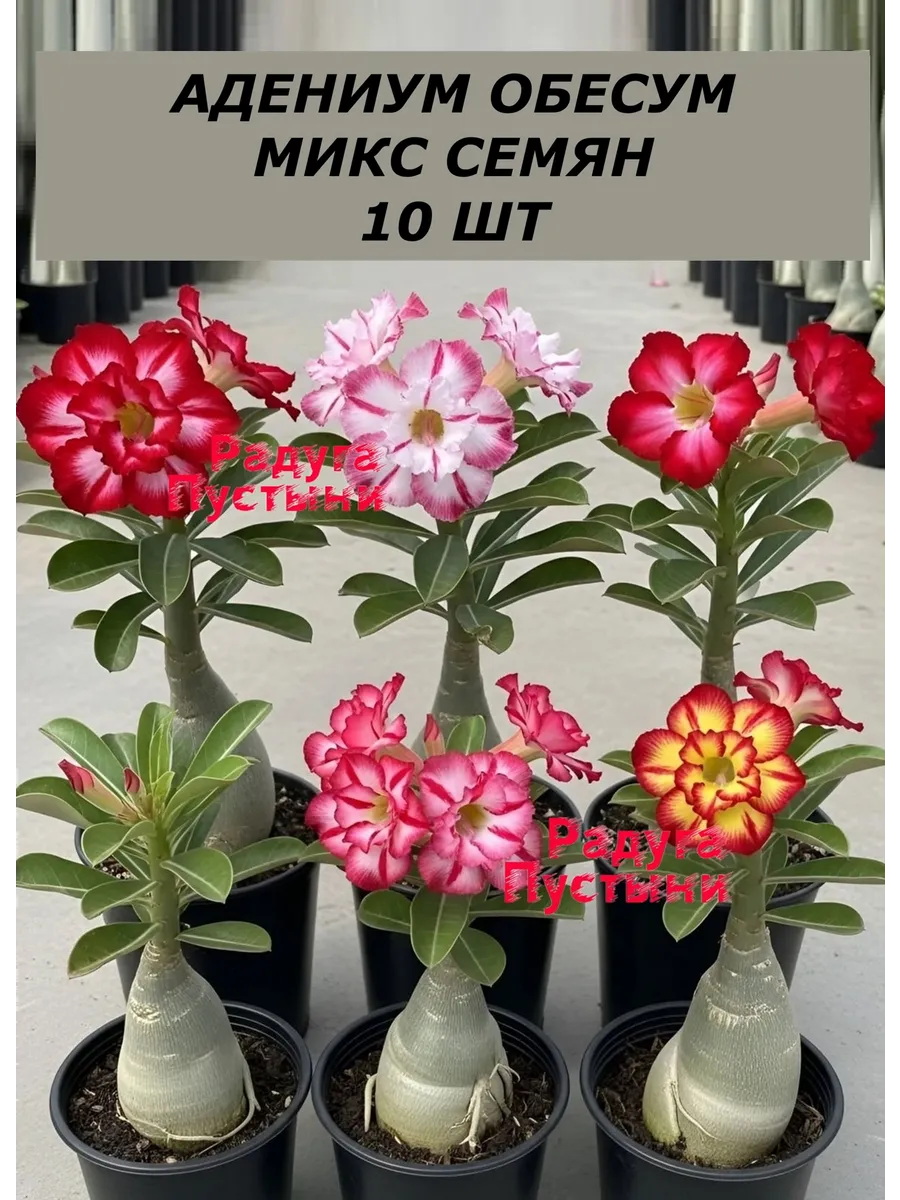 Семена Адениум обесум микс без определения сорта 10 шт