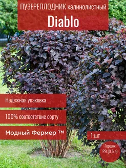 Пузыреплодник калинолистный Диабло, саженец в горшке 0,5 л Модный Фермер 236947348 купить за 470 ₽ в интернет-магазине Wildberries