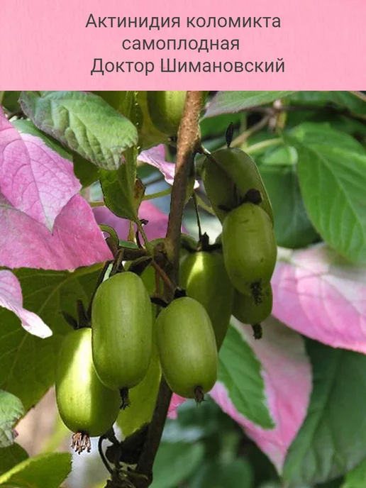 Актинидия Золотая Коса: особенности сорта и рекомендации