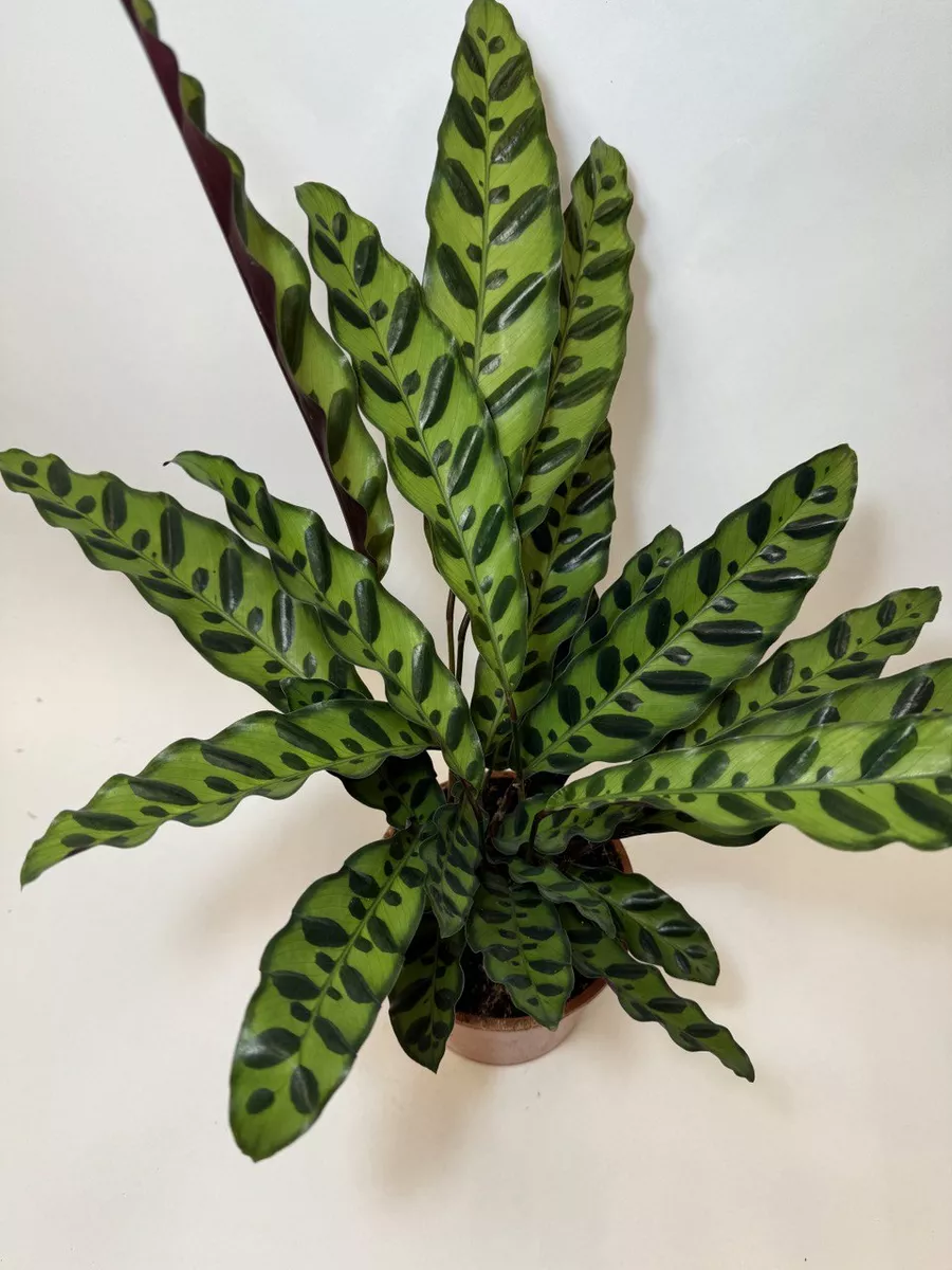 Интернеттегі порно түсірілімдегі оқиғалар