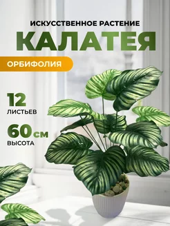 Искусственная калатея орбифолия