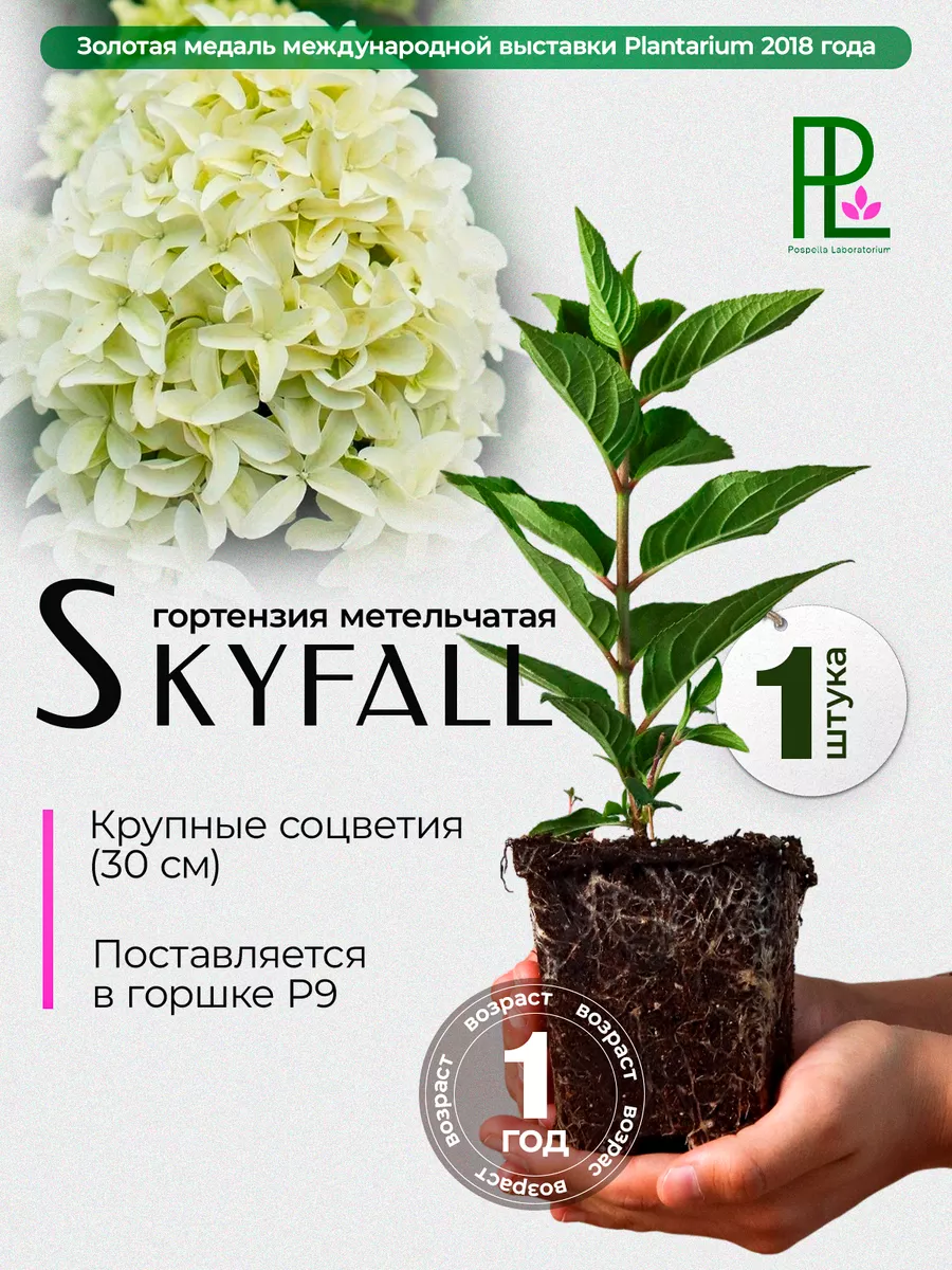 Гортензия саженец SkyFall...