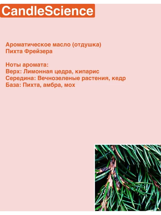 candlescience Ароматическая отдушка Пихта Фрейзера 30гр, 30 г, фото 2