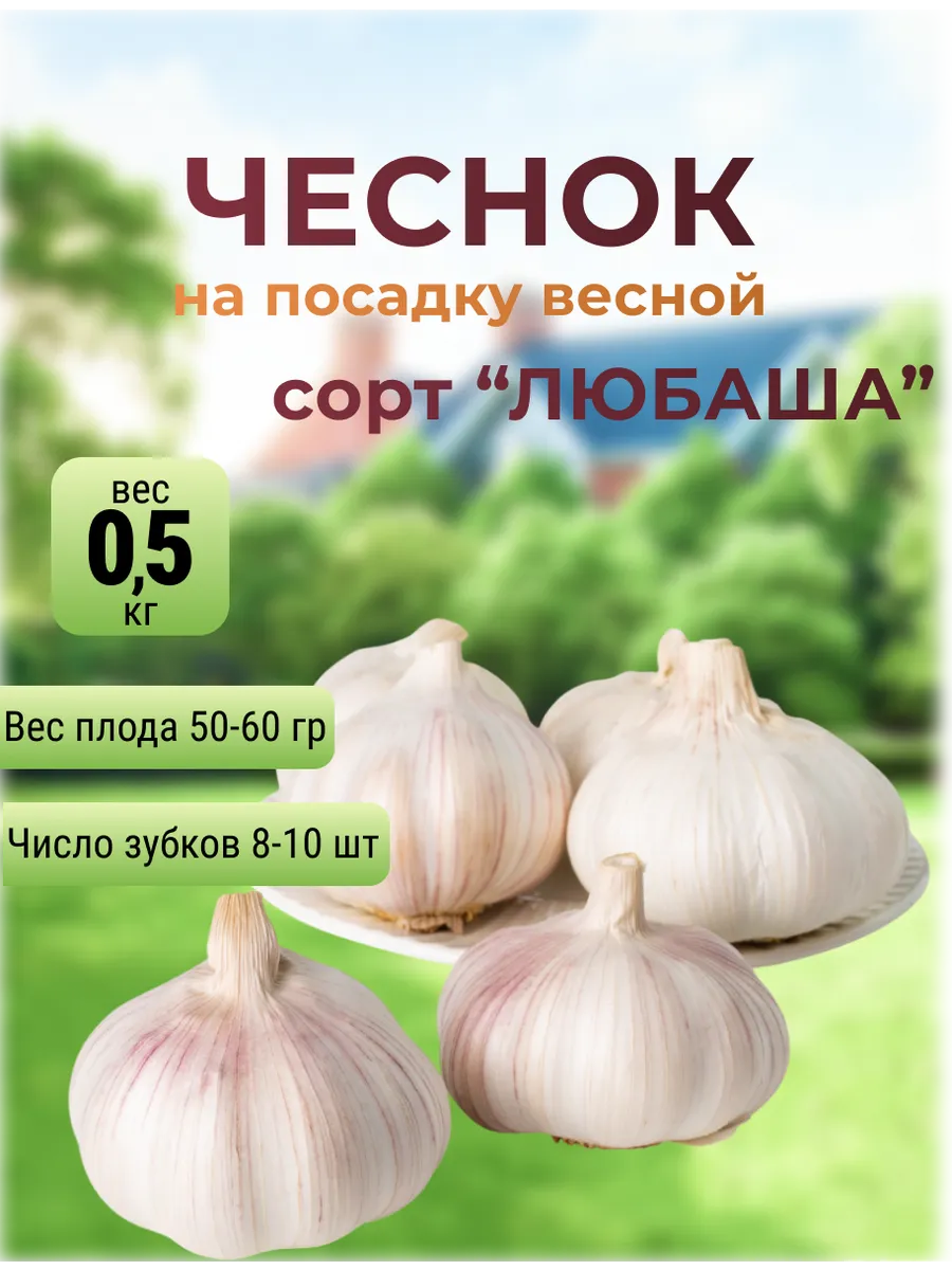 Чеснок Озимый сорт Добрыня