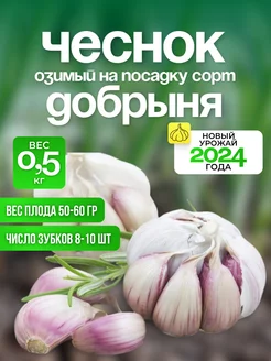 Чеснок Озимый сорт Добрыня 237280869 купить за 336 ₽ в интернет-магазине Wildberries