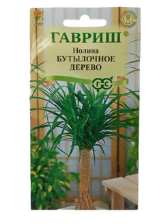 Нолина Бокарнея бутылочное дерево 237330996 купить за 144 ₽ в интернет-магазине Wildberries