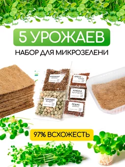 Микрозелень набор для проращивания Forest 237349388 купить за 231 ₽ в интернет-магазине Wildberries