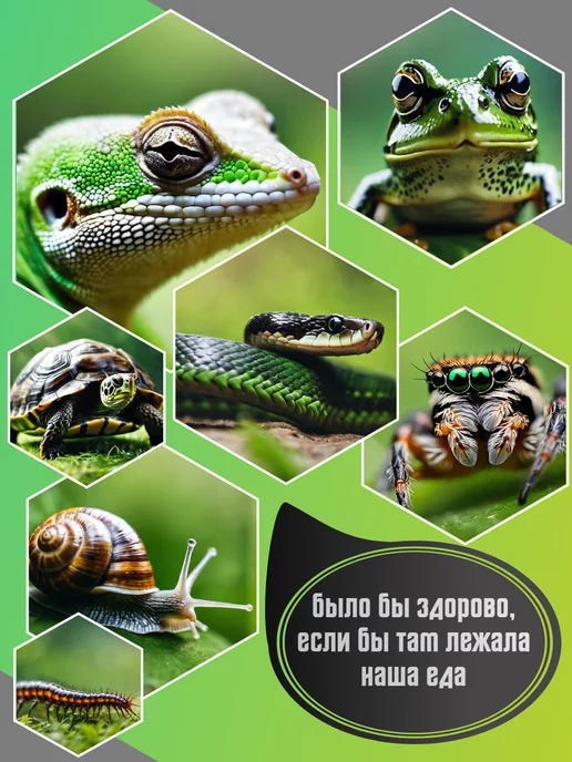 AquaTerra Кормушка-поилка для рептилий, коричневый, в упаковке 530 г, фото 8