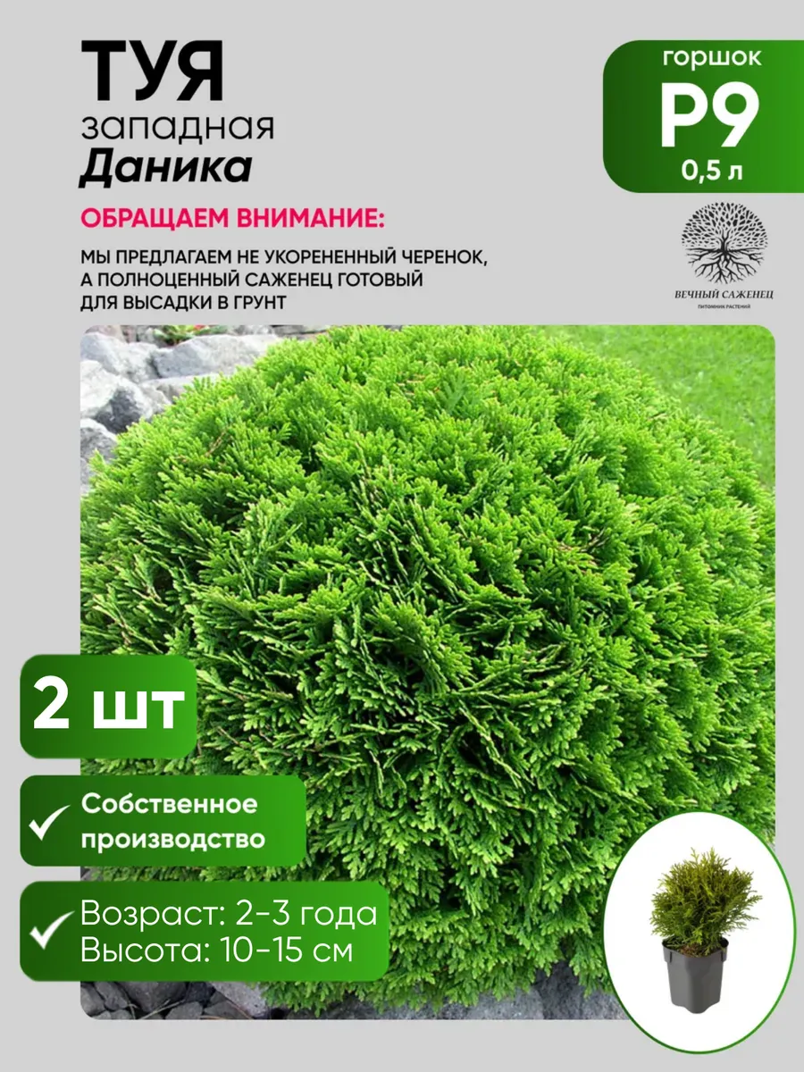 Туя западная Даника 2 шт.