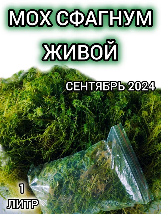 GreenMoss Мох сфагнум живой зеленый сбор 2024