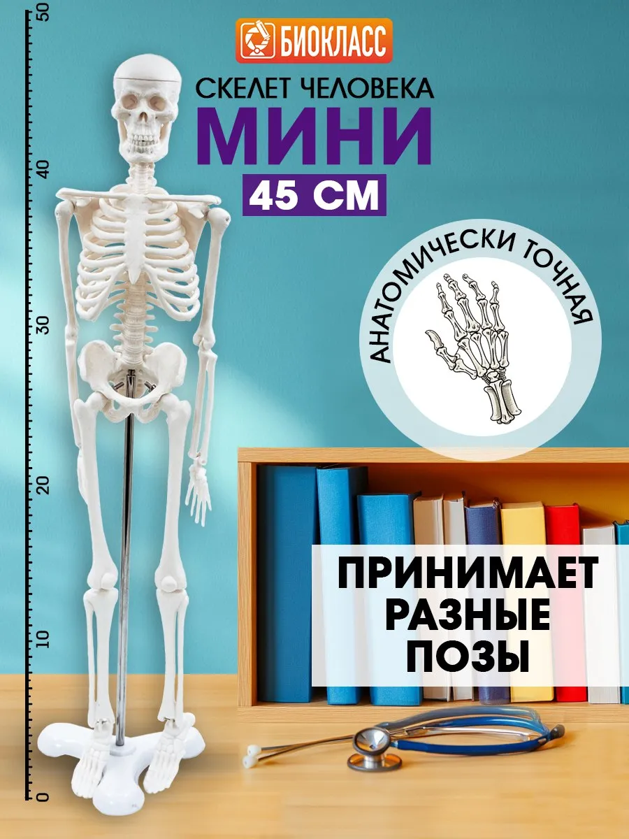 Скелет человека модель 45 см мини