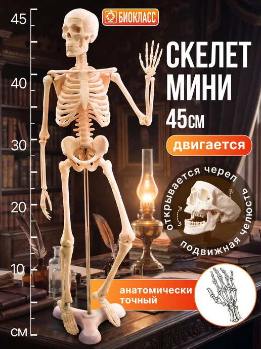 БИОКЛАСС Модель скелета человека 85 см, вариант