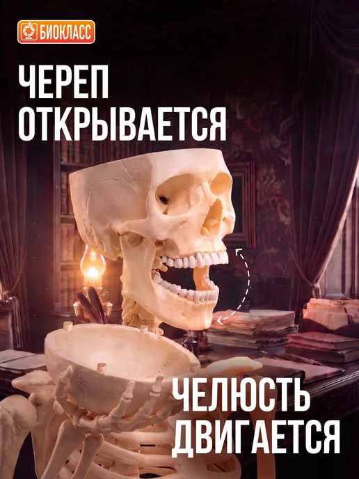 БИОКЛАСС Модель скелета человека 85 см, вариант, фото 2