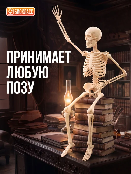 БИОКЛАСС Модель скелета человека 85 см, вариант, фото 3