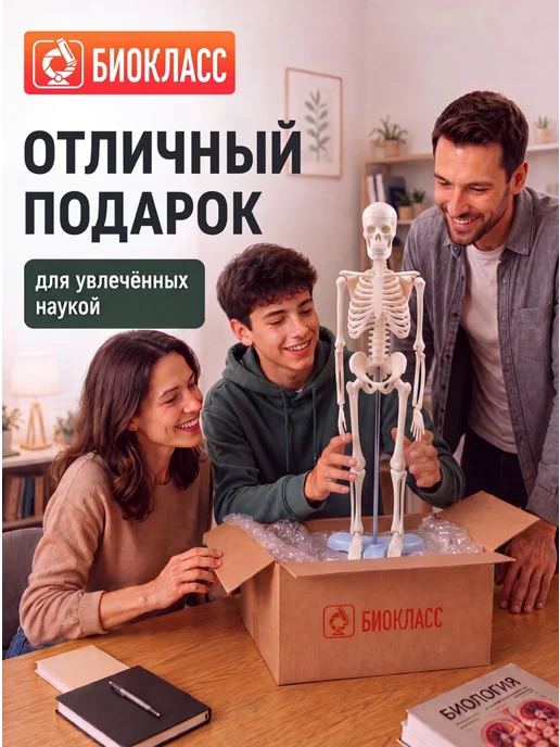 БИОКЛАСС Модель скелета человека 85 см, вариант, фото 4