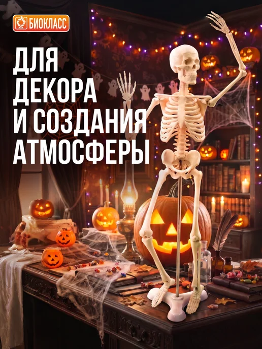 БИОКЛАСС Модель скелета человека 85 см, вариант, фото 5
