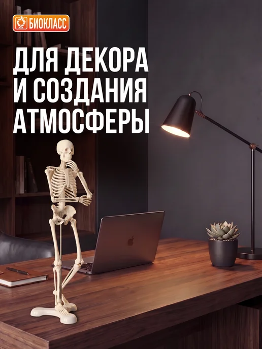 БИОКЛАСС Модель скелета человека 85 см, вариант, фото 6