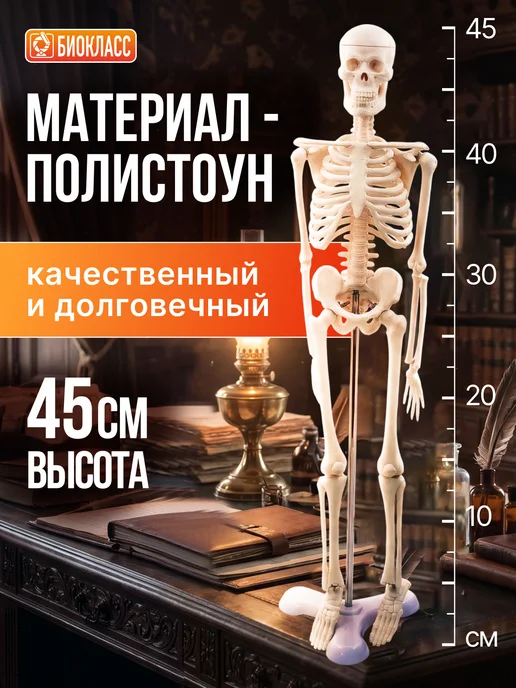 БИОКЛАСС Модель скелета человека 85 см, вариант, фото 7