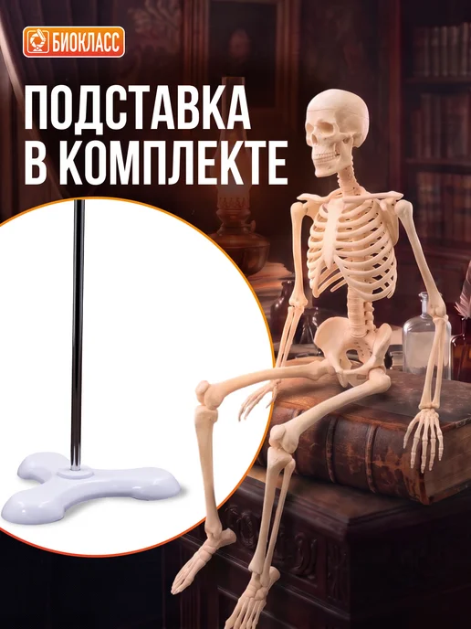 БИОКЛАСС Модель скелета человека 85 см, вариант, фото 8