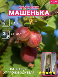 Крыжовник красный Машенька (Машека) Сад Декор 237536557 купить за 693 ₽ в интернет-магазине Wildberries