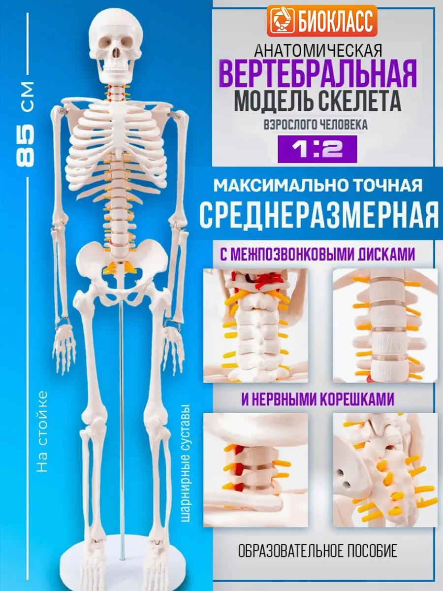 Анатомическая модель скелета человека, 85 см