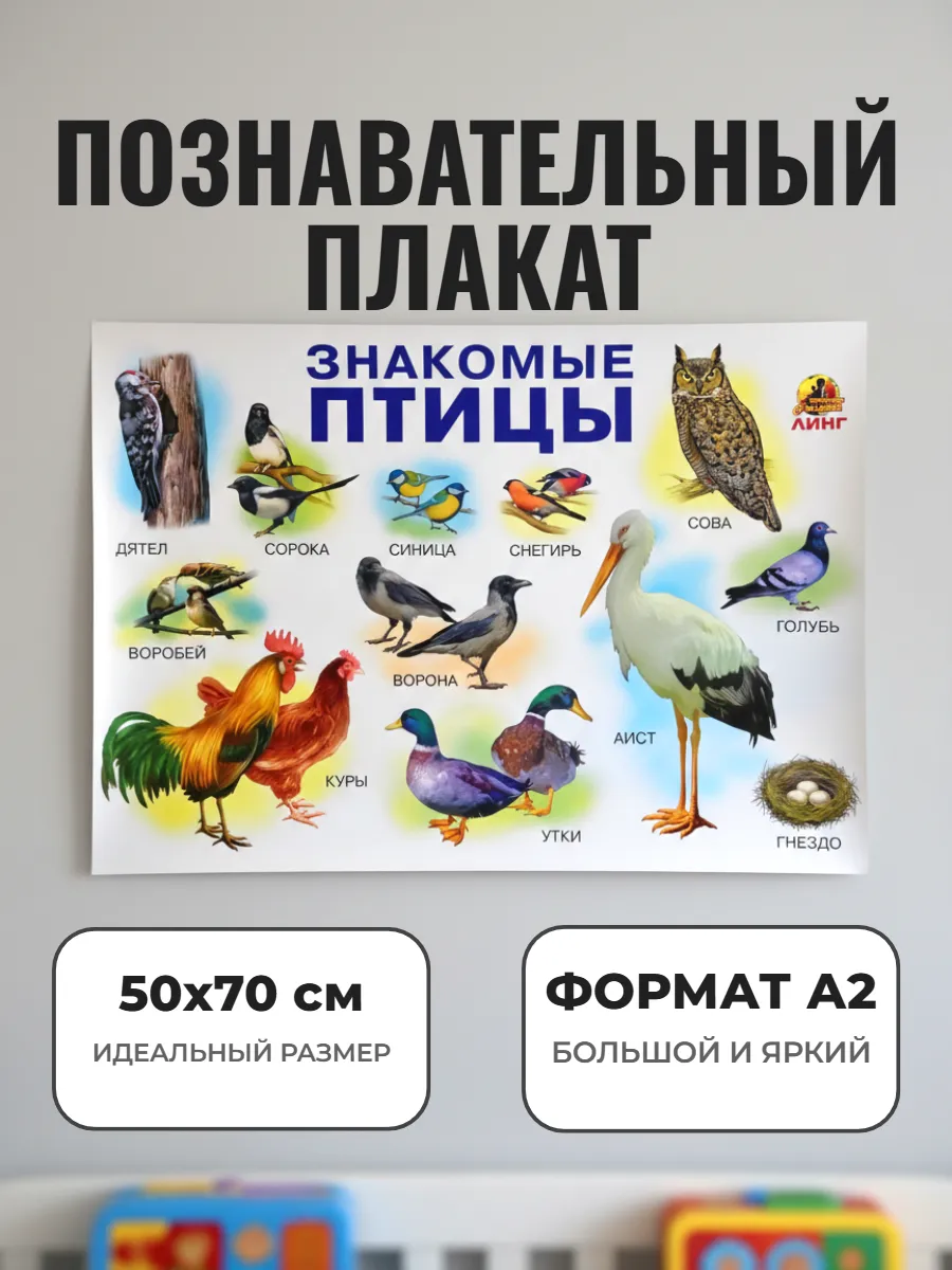 Развивающий плакат А2. Знакомые птицы