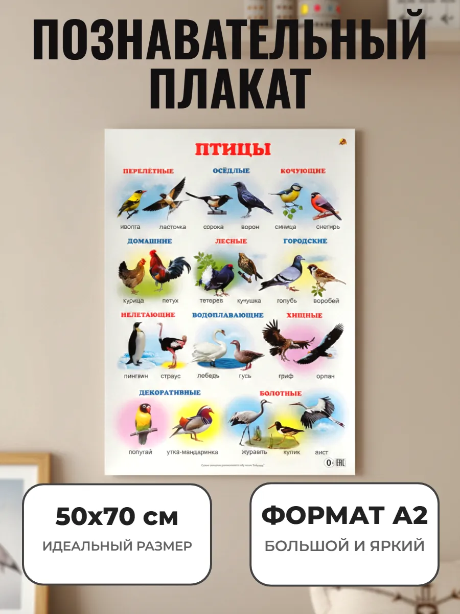 Развивающий плакат А2. Птицы