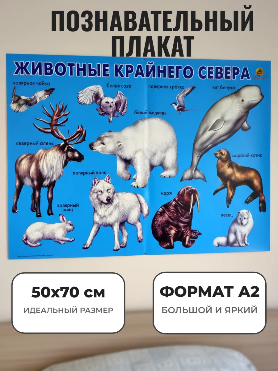 Развивающий плакат А2. Животные Крайнего Севера