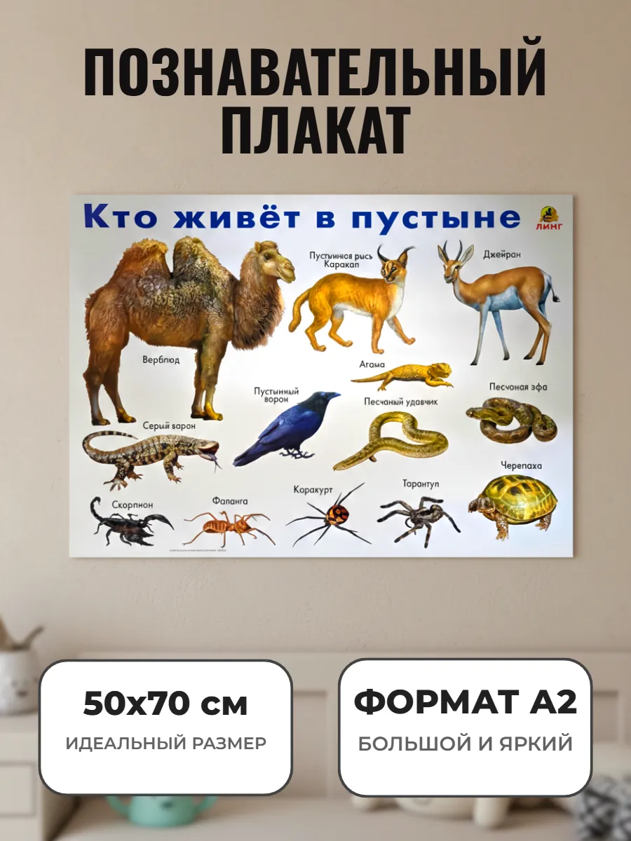 Развивающий плакат А2. Кто живёт в пустыне